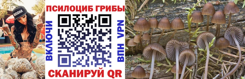Псилоцибиновые грибы Psilocybe  Купино 